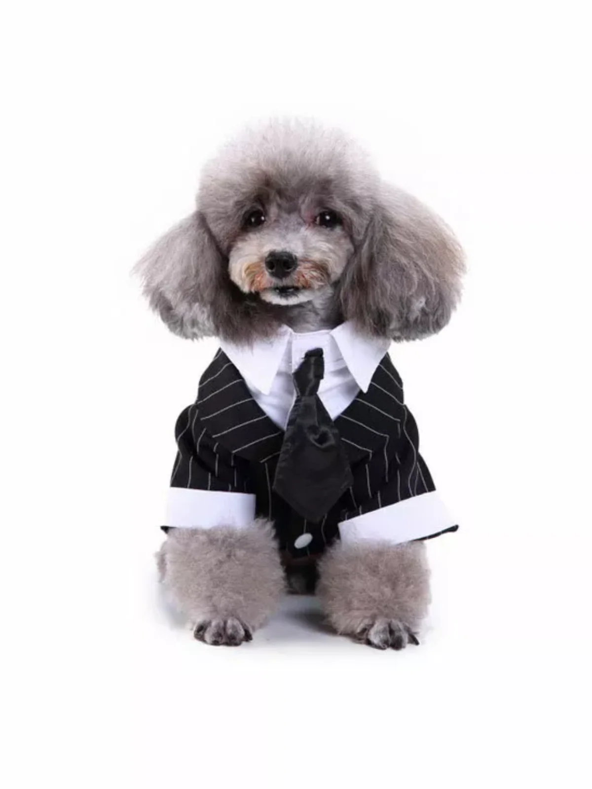 Striped Dog Tuxedo Bow Tie Gentleman Halloween Costume - Image 2