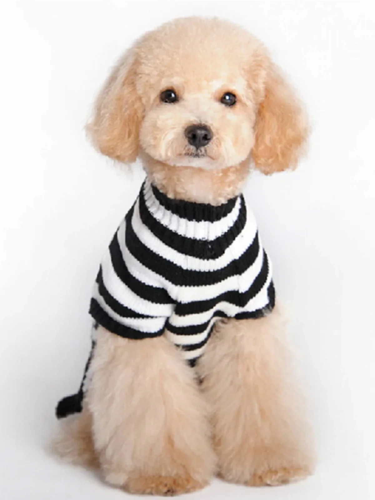 Dog Skull & Pumpkin Halloween Sweater Costume - Image 6
