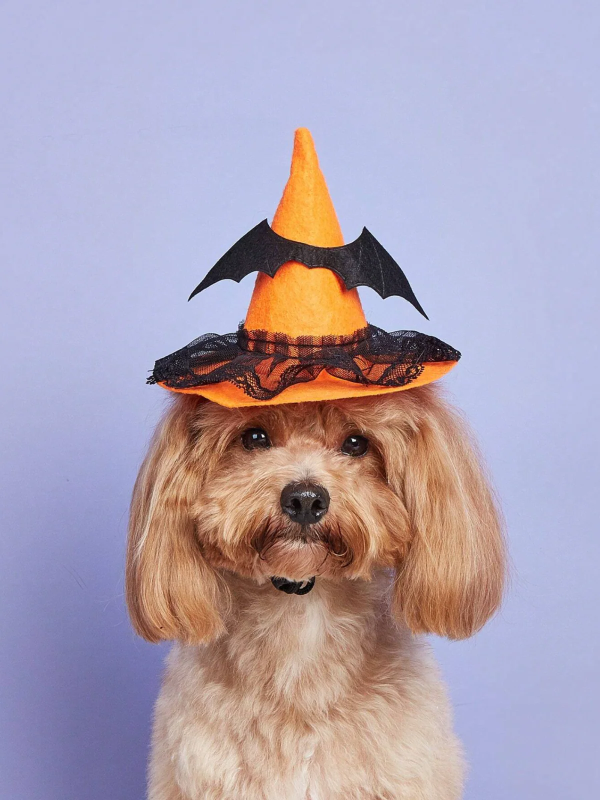 Dog Charming Witch Hat Halloween Costume - Image 2